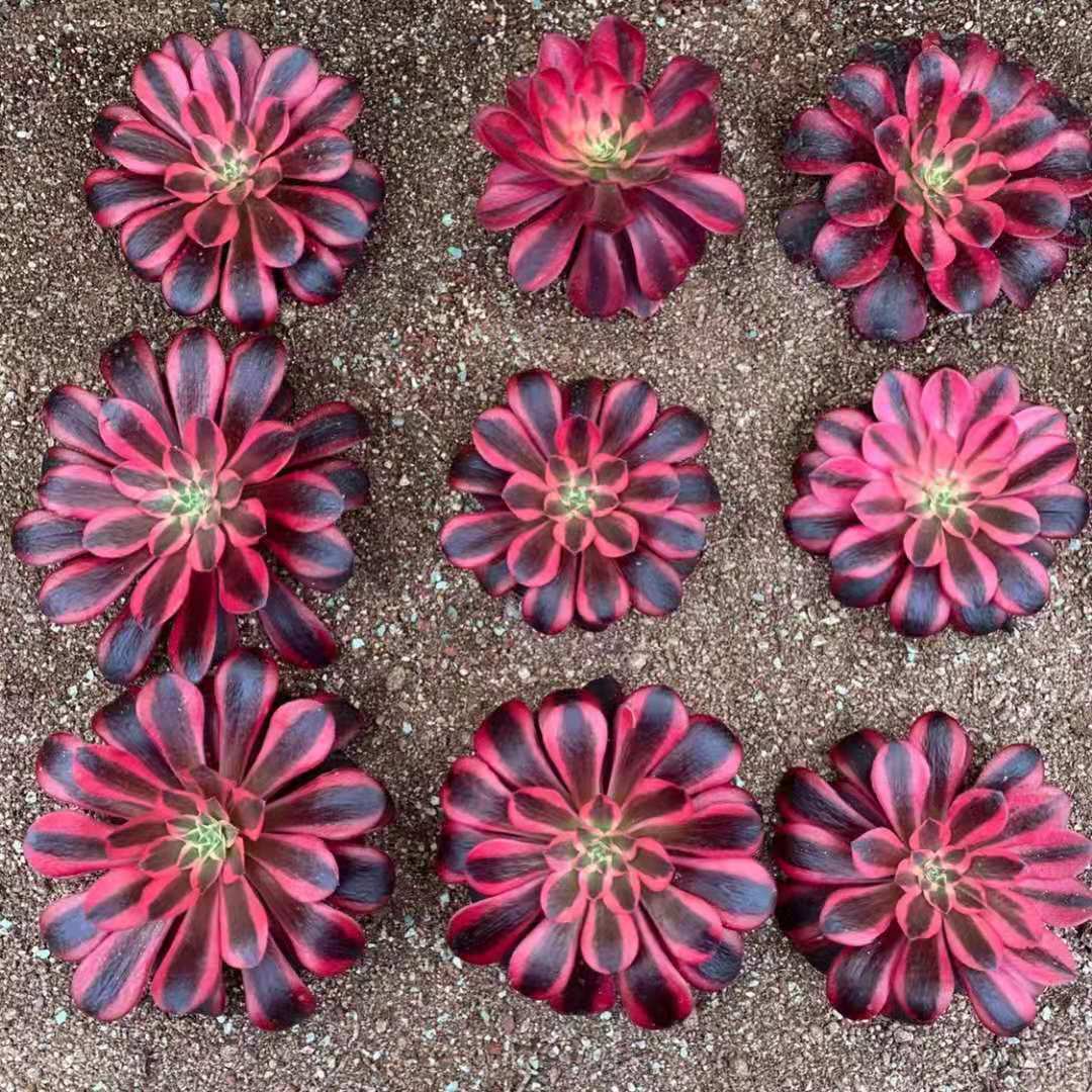 Aeonium medusa