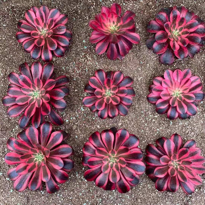 Aeonium medusa