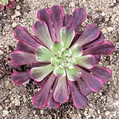 Aeonium saint-simon violet