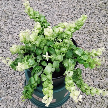 Aeschynanthus Scoubidou Variegated
