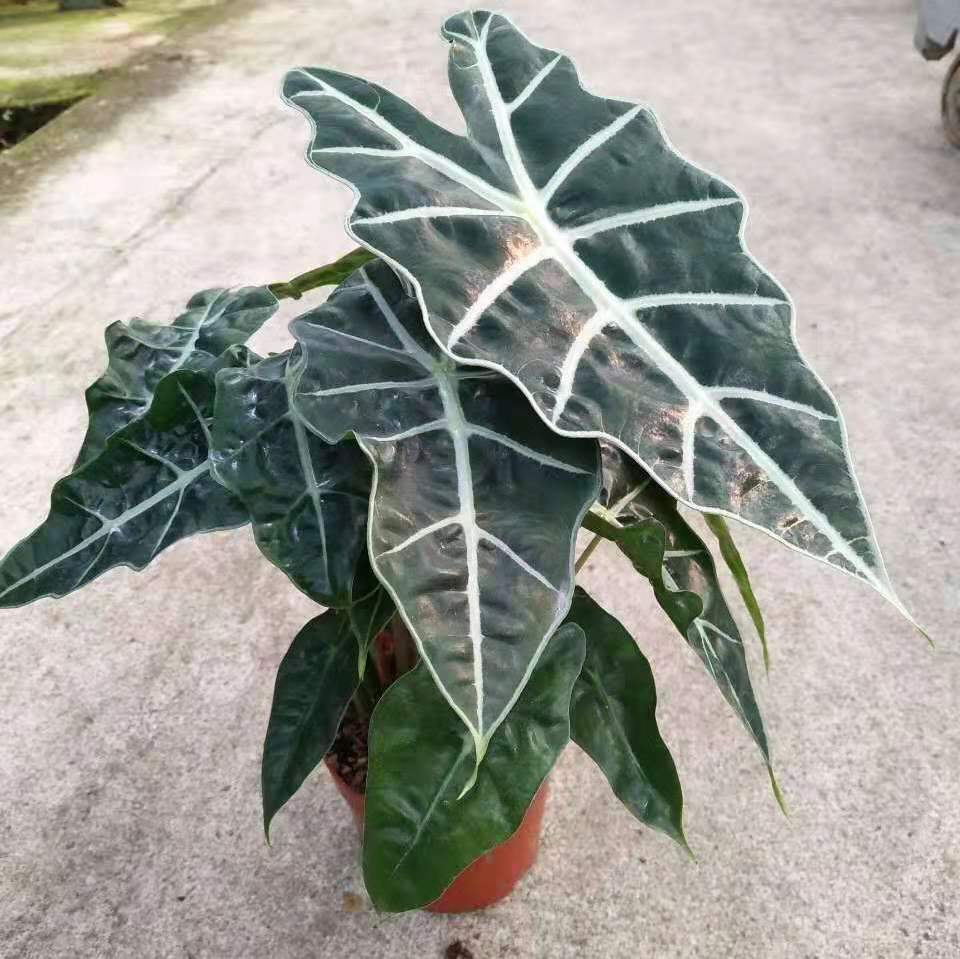 African Mask Plant ( Alocasia ' Polly ' )