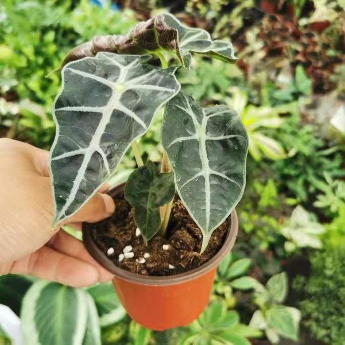 african mask plant seeds African Mask Plant ( Alocasia ' Polly ' )