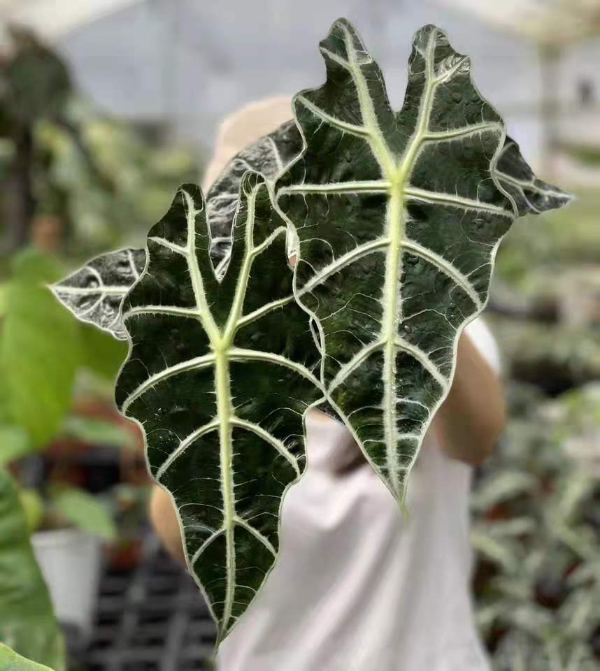 African Mask Plant ( Alocasia ' Polly ' )