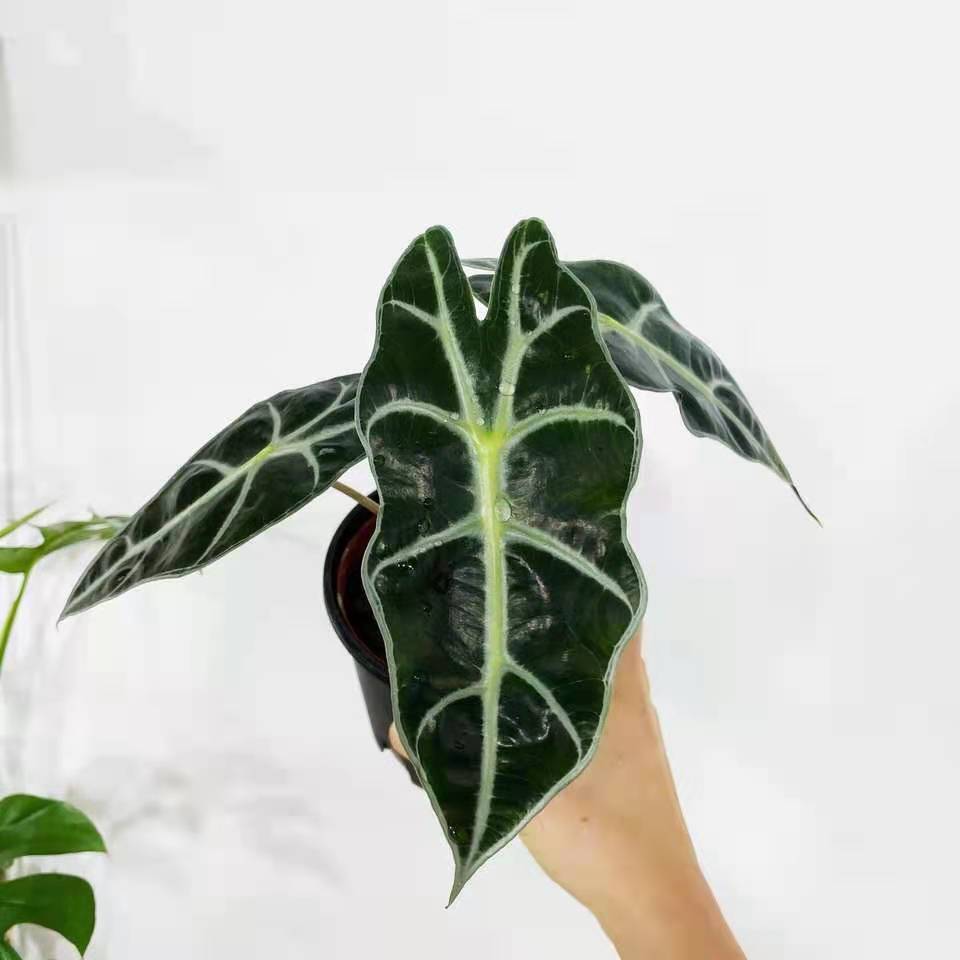 African Mask Plant ( Alocasia ' Polly ' )