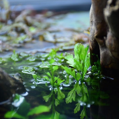 African water fern (Bolbitis heudelotii )