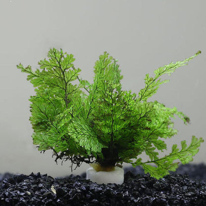 African water fern (Bolbitis heudelotii )