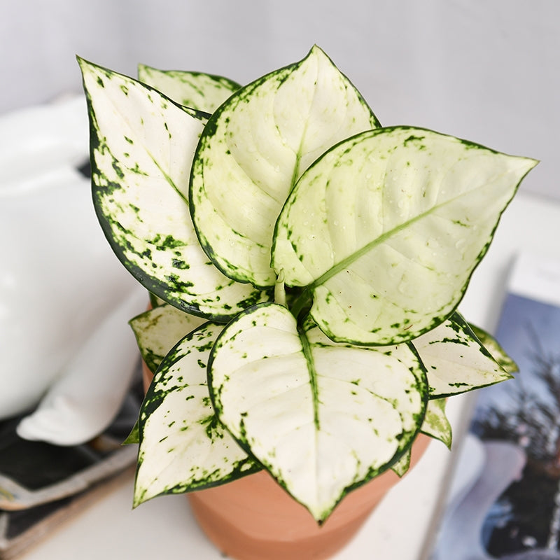 Aglaonema ‘ Anyamanee ’ Super White