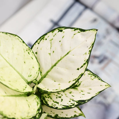 Aglaonema ‘ Anyamanee ’ Super White