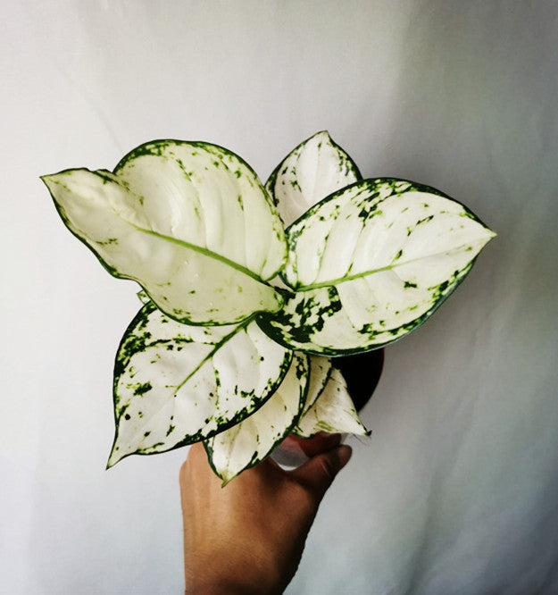 Aglaonema ‘ Anyamanee ’ Super White