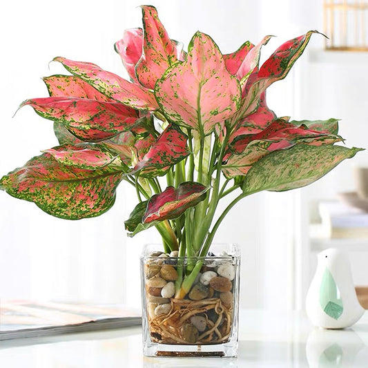 Aglaonema Lady Valentine （Aglaonema modestum）