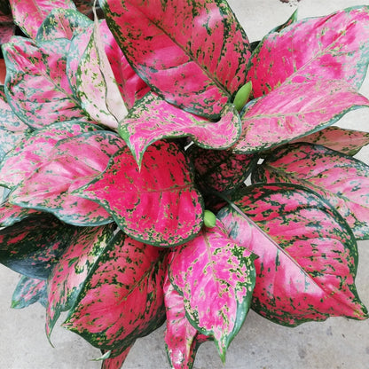 Aglaonema ' Red valentine '