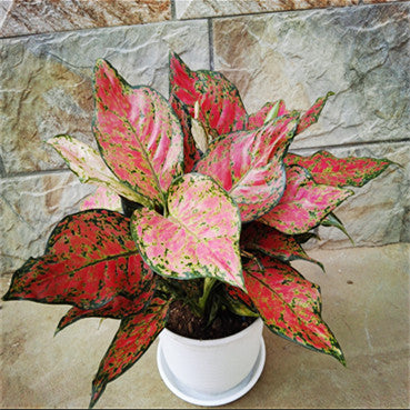 Aglaonema ' Red valentine '