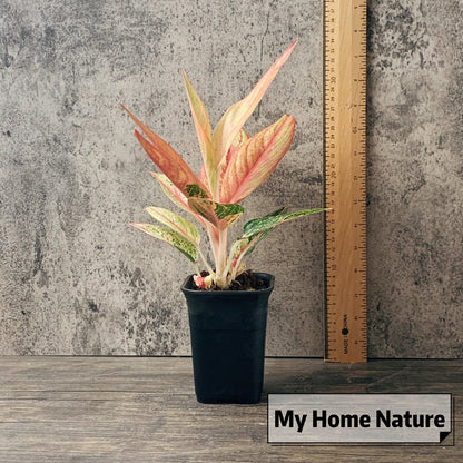 Aglaonema Widuri