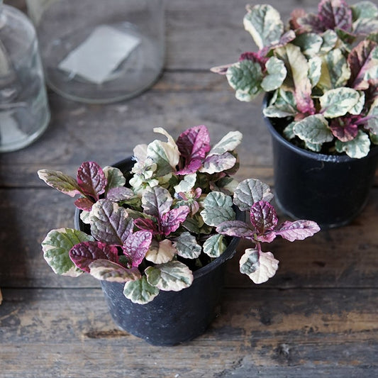 Ajuga reptans 'Burgundy glow'