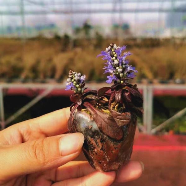 Blue Bugle ( Ajuga reptans ‘ Chocolate Chip ’ )