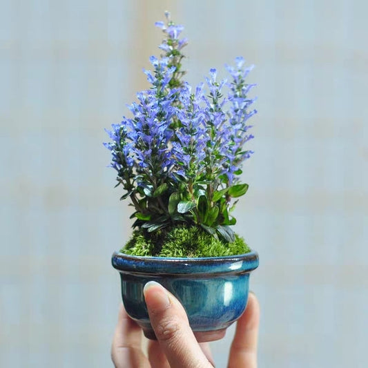 Blue Bugle ( Ajuga reptans ‘ Chocolate Chip ’ )