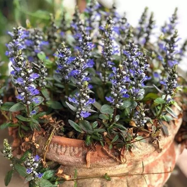 Blue Bugle ( Ajuga reptans ‘ Chocolate Chip ’ )