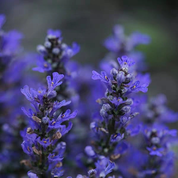 Blue Bugle ( Ajuga reptans ‘ Chocolate Chip ’ )