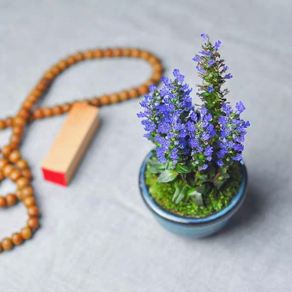 Blue Bugle ( Ajuga reptans ‘ Chocolate Chip ’ )