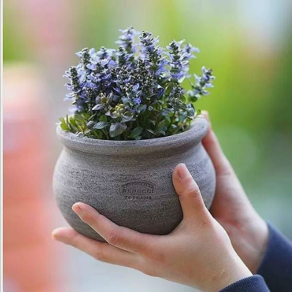 Blue Bugle ( Ajuga reptans ‘ Chocolate Chip ’ )
