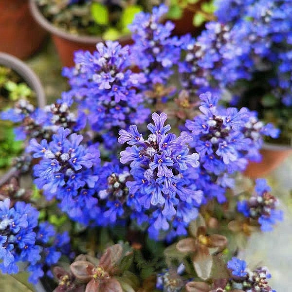 Blue Bugle ( Ajuga reptans ‘ Chocolate Chip ’ )