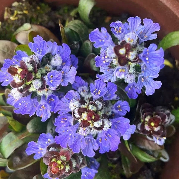 Blue Bugle ( Ajuga reptans ‘ Chocolate Chip ’ )