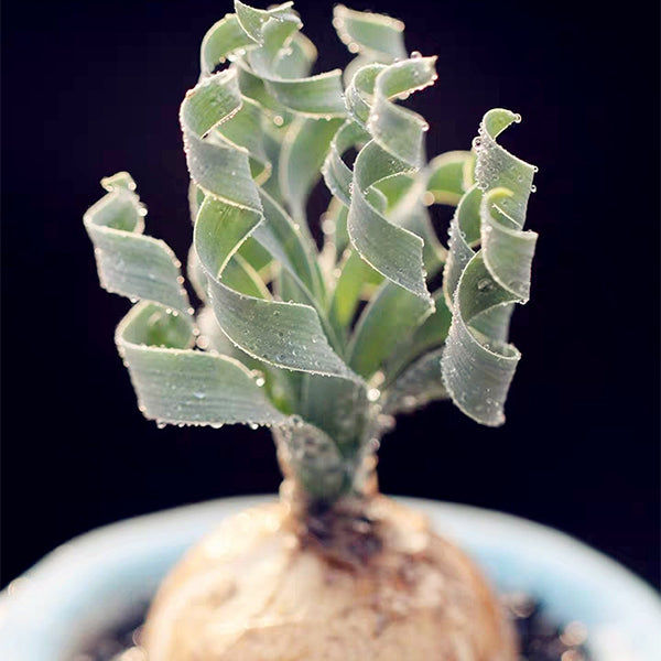 Albuca concordiana