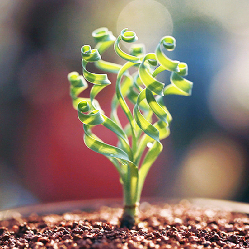 Albuca concordiana