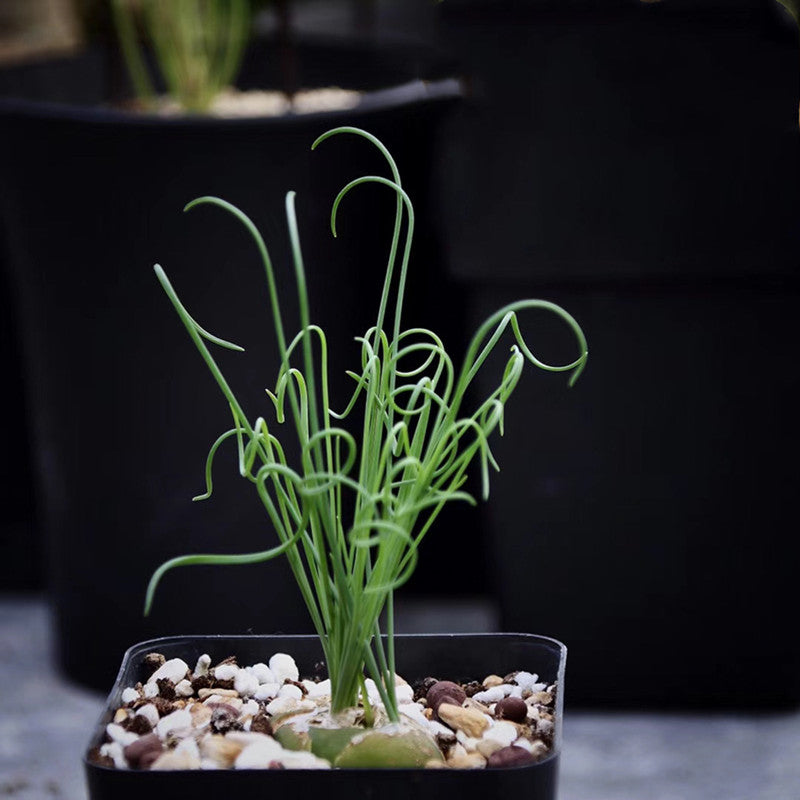 Spiral grass ( Albuca namaquensis )