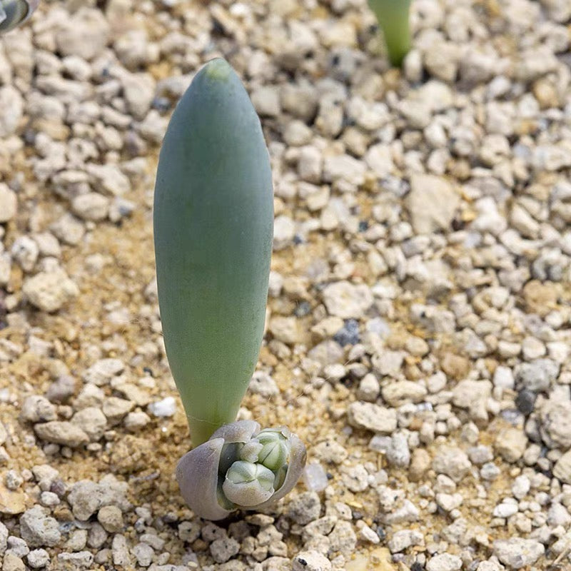 Albuca unifoliata