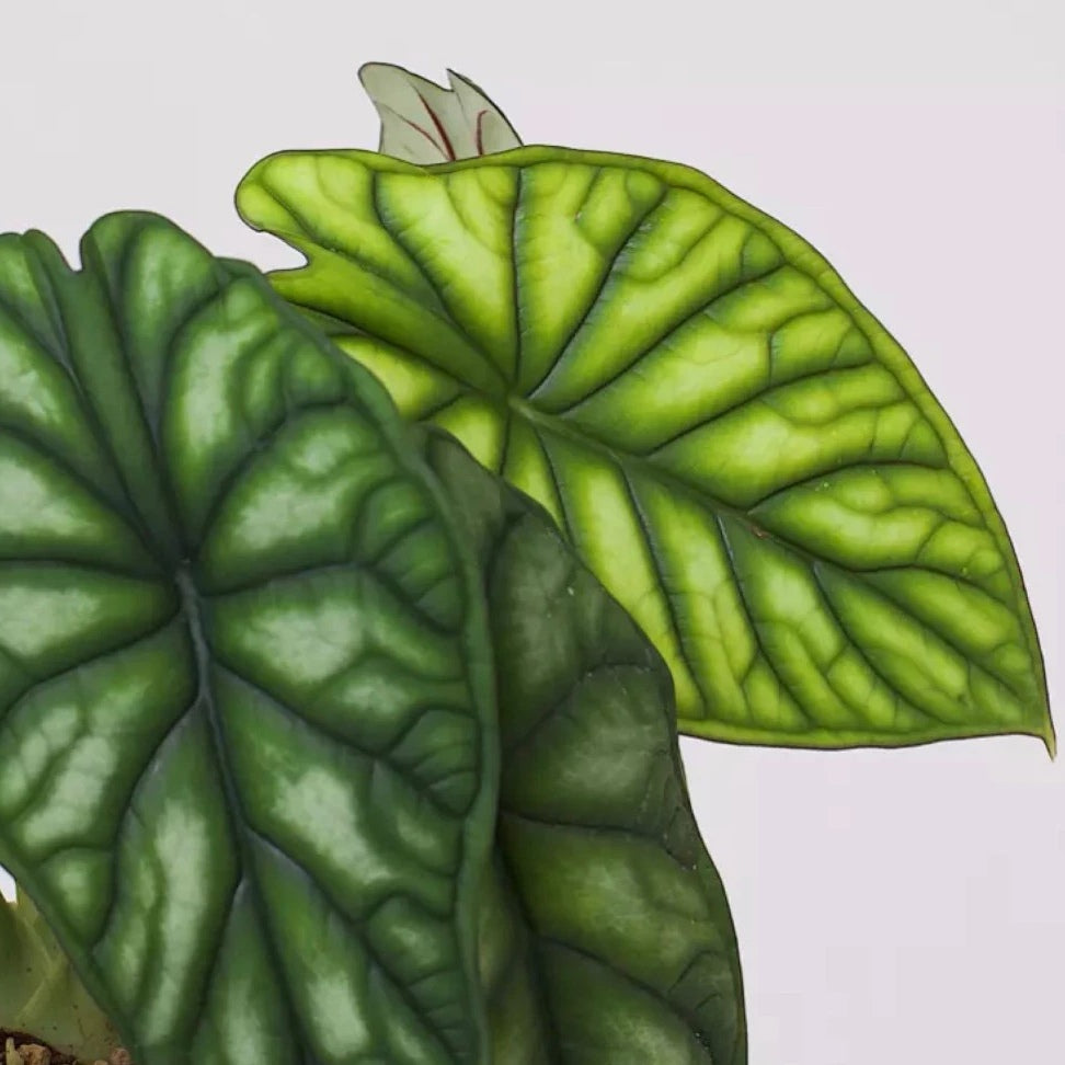Alocasia baginda ' Dragon Scale '