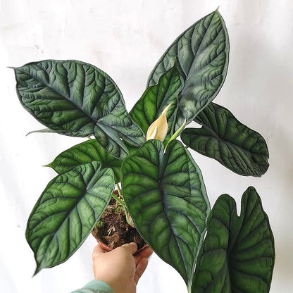 philodendron dragon scale Alocasia baginda ' Dragon Scale ' for Sale