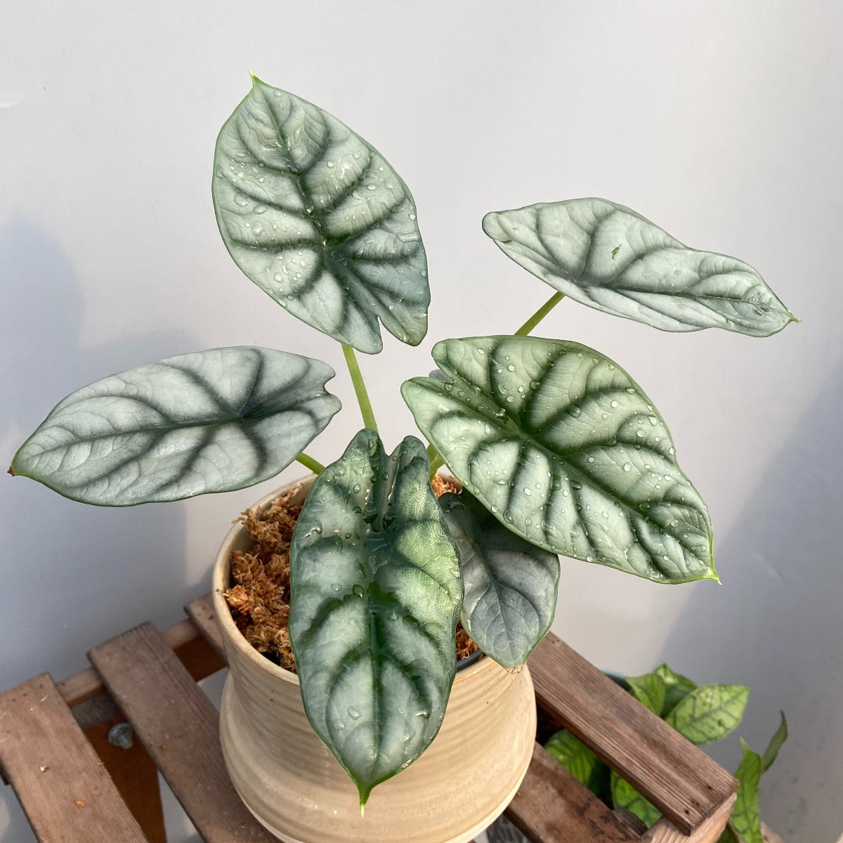 Alocasia baginda ' Silver Dragon '