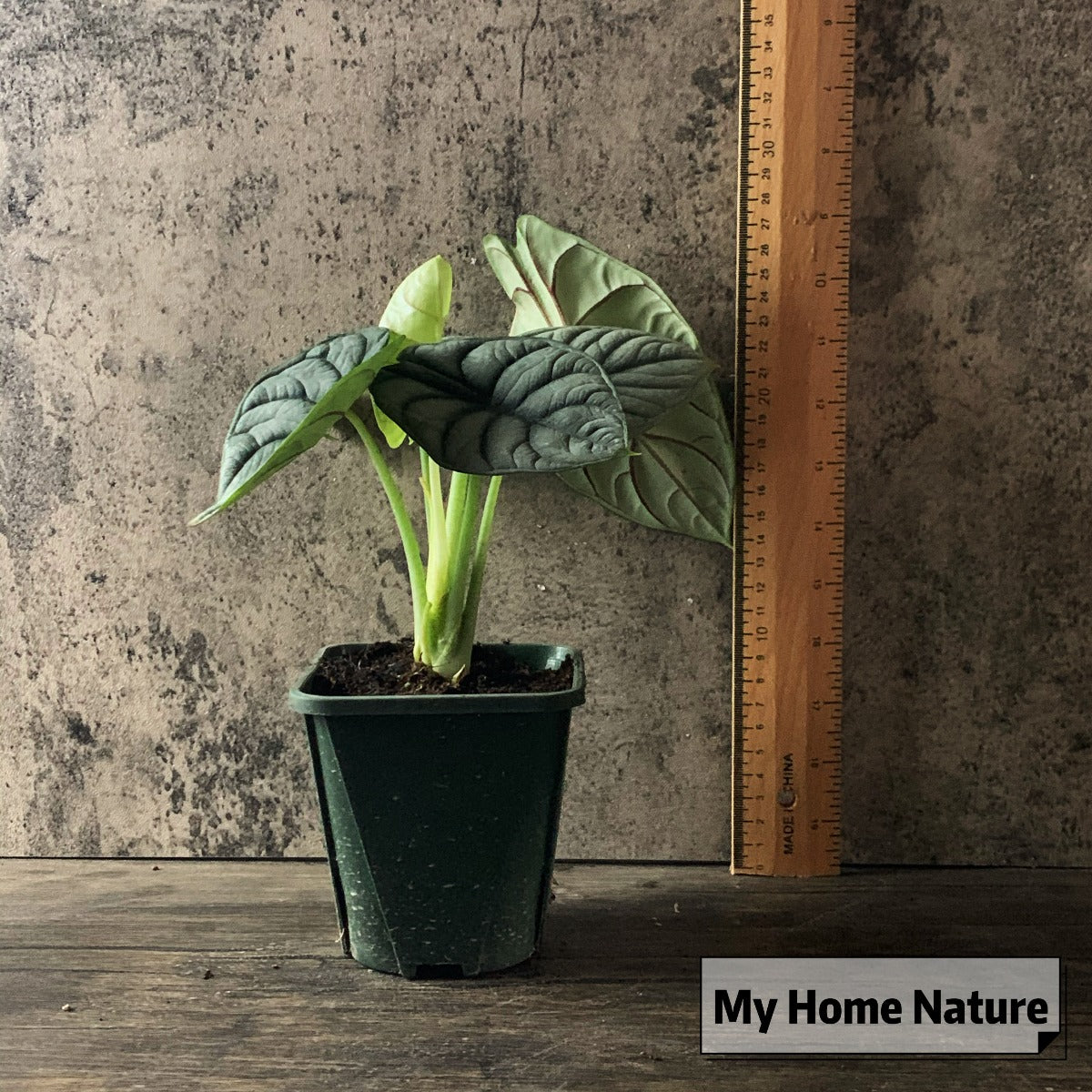 Alocasia baginda ' Silver Dragon '