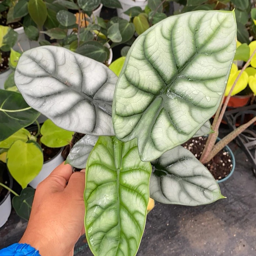 Alocasia baginda ' Silver Dragon '