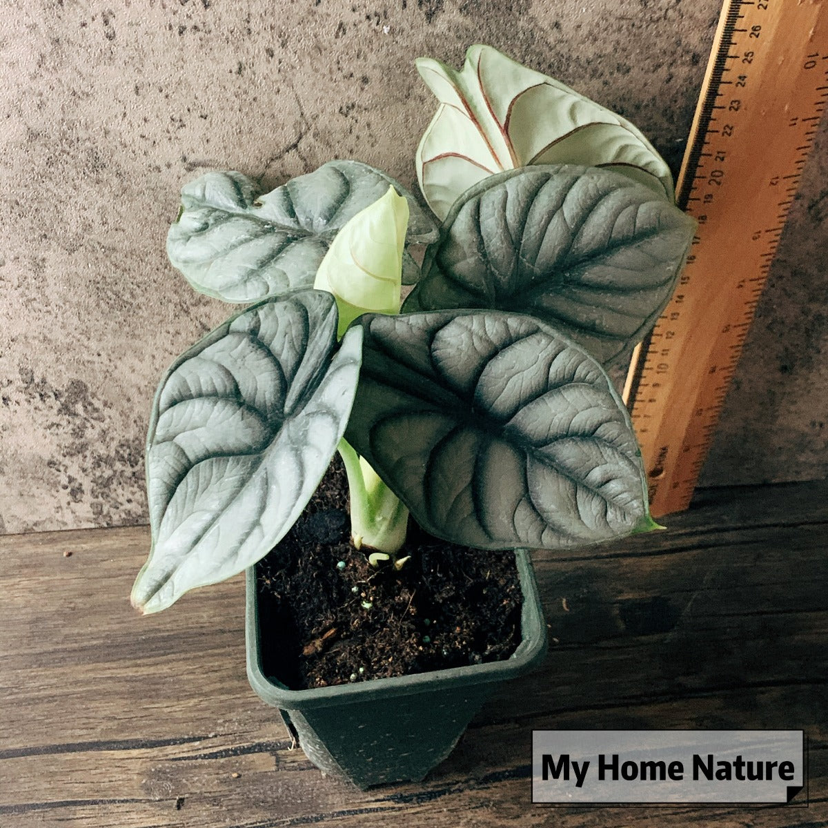 Alocasia baginda ' Silver Dragon '