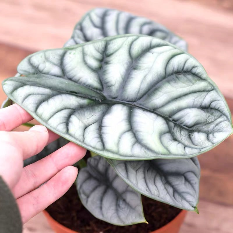 Alocasia baginda ' Silver Dragon '