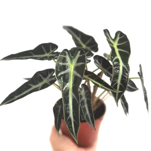 Alocasia Bambino Arrow