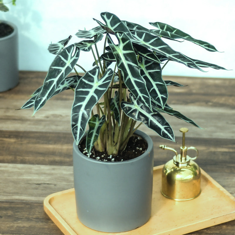 Alocasia Bambino Arrow