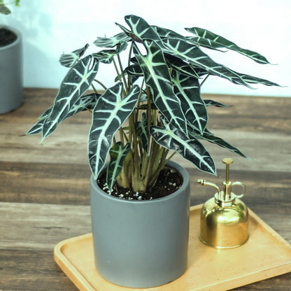 Alocasia Bambino Arrow