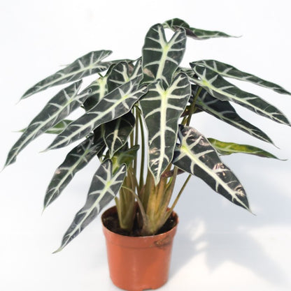 Alocasia Bambino Arrow