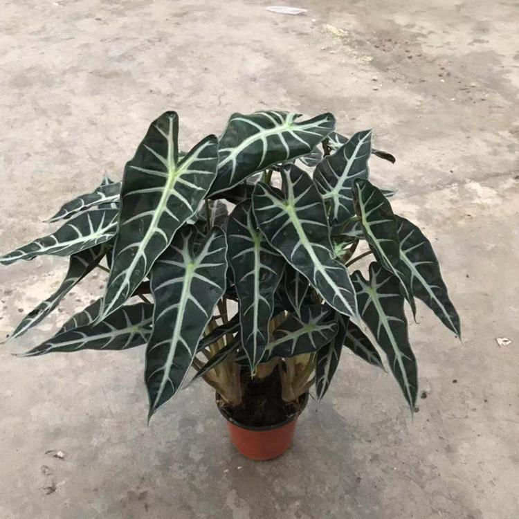 Alocasia Bambino Arrow