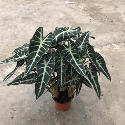 Alocasia Bambino Arrow