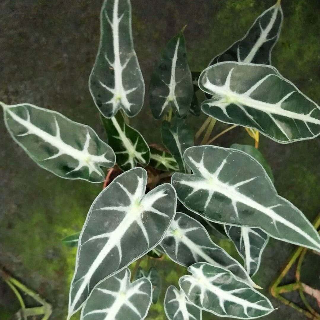 Alocasia Bambino Arrow