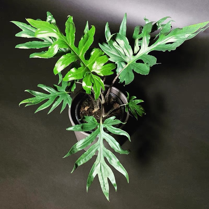 Alocasia brancifolia