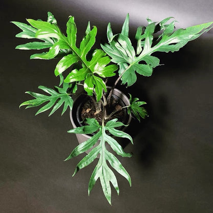 Alocasia brancifolia