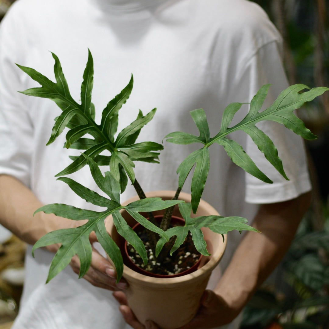 Alocasia brancifolia