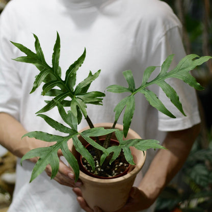 Alocasia brancifolia