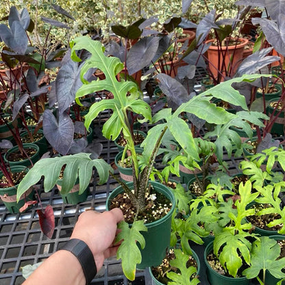 Alocasia brancifolia