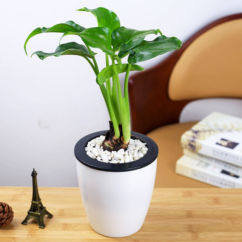 philodendron cucullata Alocasia cucullata for Sale